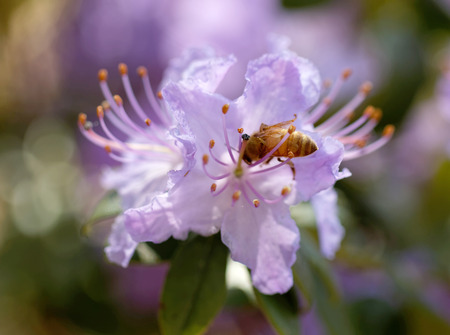 Blue rhododendron or rosebay flower and a bee (latin name: Rhododendron carolinianum).の写真素材