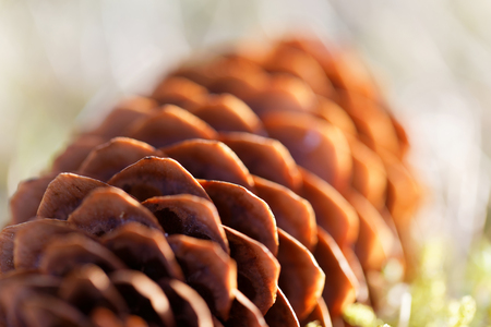 Closeup of a backlit fir cone laying on the ground. Very short depth of focusの写真素材