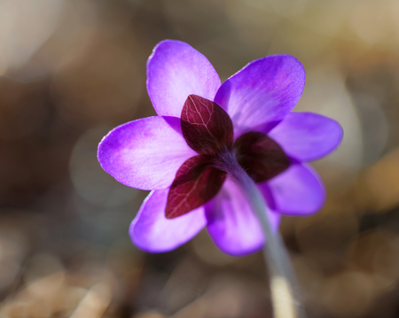 Rear view of backlit blue anemone, brown background. Very short depth of focusの写真素材