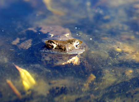 Closeup of two toad are mating in the pond sitting on top of each other. Latin name: Bufo bufoの写真素材