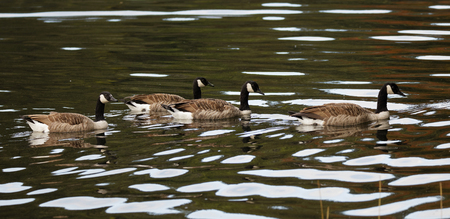 Group of canada goose swimming together in green waterの写真素材