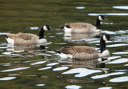 Group of canada goose swimming together in green waterの写真素材