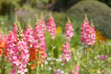 Pink Gilly flowers in a flowerbedの写真素材