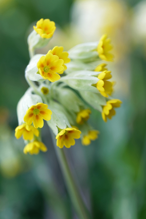Closeup of yellow cowslip flower (latin name: Primula veris), green backgroundの写真素材