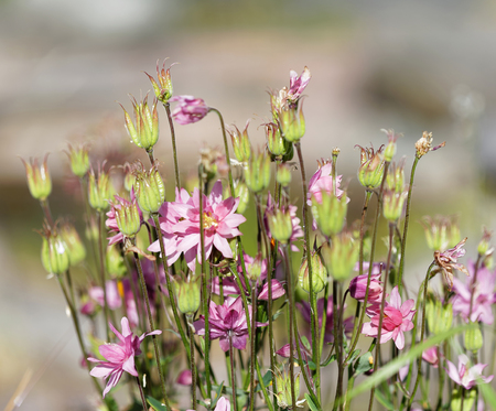 Columbine flower and or Aquilegia in sunshine and out of focus backgroundの写真素材