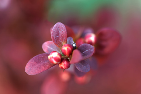 Closeup of a branch of red european barberry Orange Rocket, short depth of focusの写真素材