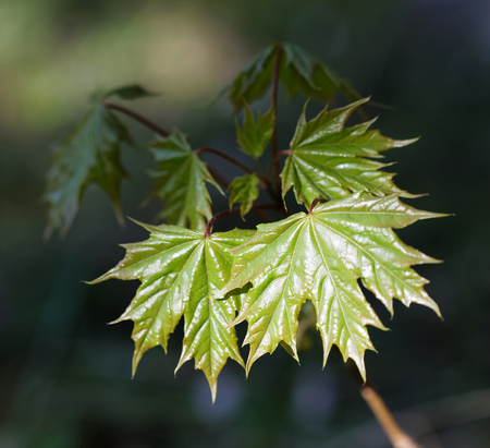 Branch of Maple tree with bright green color during early springの写真素材