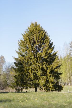 Large fir or spruce tree on a meadow in spring time, latin name Picea abiesの写真素材