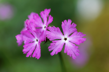 Purple Primula flower. Latin name: Primula vulgarisの写真素材