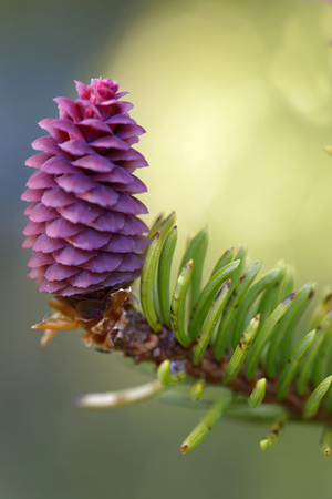 The beautiful purple pre stage to fir cones or spruce cones, latin name: Picea abies, early springの写真素材