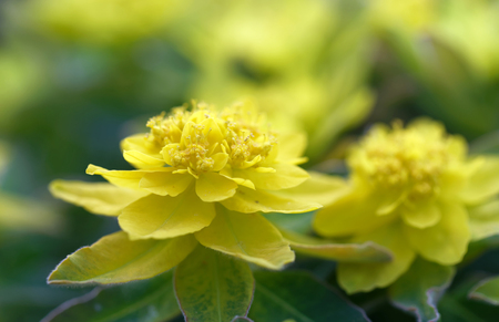 Yellow Spurge or Devil's-milk flower (latin name: euphorbia) in the garden early spring
