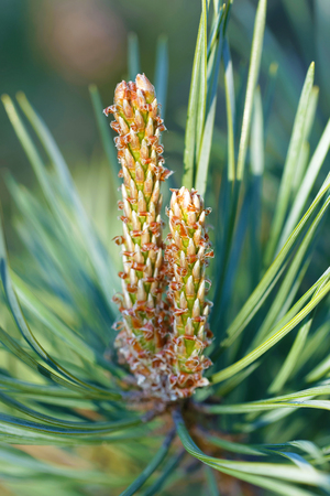 Pine tree bud, the pre stage of the cone during the spring, latin name: Pinus