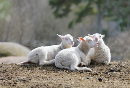 Three cute lamb resting in the pastureの写真素材