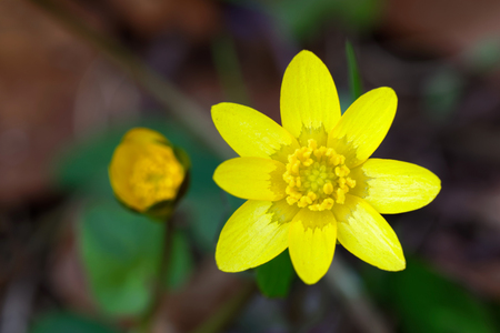 Closeup of a yellow Lesser Celandine flower. Latin name: Ranunculus Ficaraの写真素材