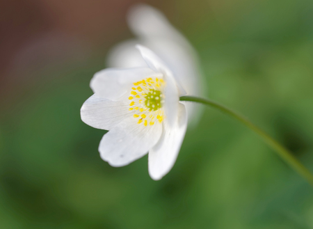 Closeup of a white wood anemone flower. Latin name: Anemone nemorosaの写真素材