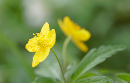 Closeup of a yellow wood anemone flower. Latin name: Anemone Ranunculoidesの写真素材