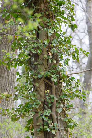 Ivy with green leaf climbing up a tree in the forest. Latin name: Hedera helixの写真素材