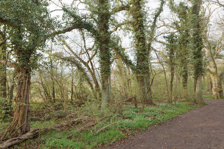 Large tree covered with ivy with green leaf climbing up. Latin name: Hedera helixの写真素材