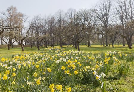 Many yellow and white daffodil flower in a park with apple trees and green fresh grass on the island Oeland in Swedenの写真素材