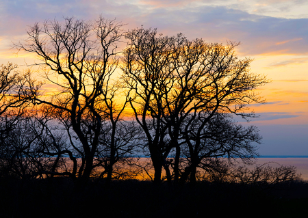 Sihouette of tree without leaf and the colorful sunset in the backgroundの写真素材