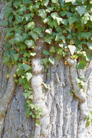 Ivy with green leaf climbing up a tree in the forest. Latin name: Hedera helixの写真素材