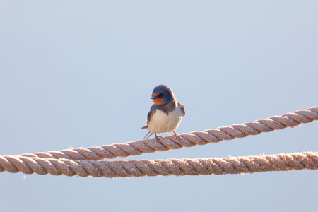 Closeup of a Barn Swallow bird sitting on a rope (latin: Hirundo rustica)の写真素材