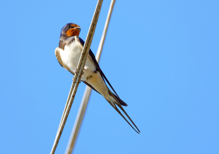 Barn Swallow bird sitting on a telephone wire, blue summer sky in background (latin: Hirundo rustica)の写真素材