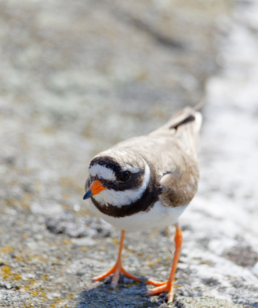 Common ringed plover bird (latin: Charadrius hiaticula) walking on a rockの写真素材