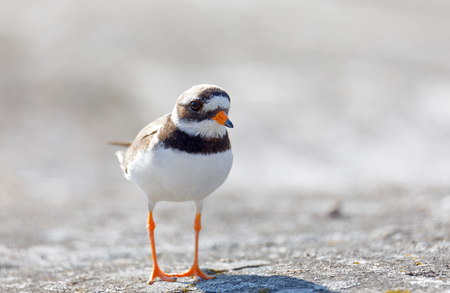 Common ringed plover bird (latin: Charadrius hiaticula) in morning light walking on a rockの写真素材