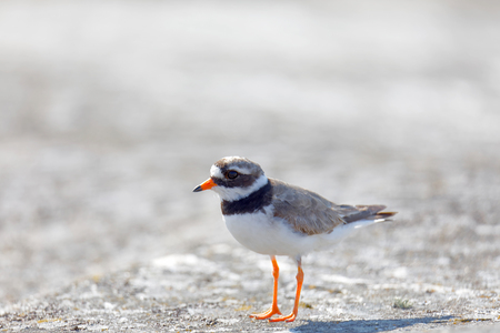Common ringed plover bird (latin: Charadrius hiaticula) in morning light walking on a rockの写真素材