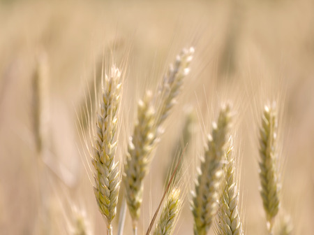 Closeup of wheat field in warm evening light, short depth of focus