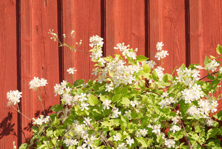 White Clematis flower in front of a typical swedish rural wallの写真素材