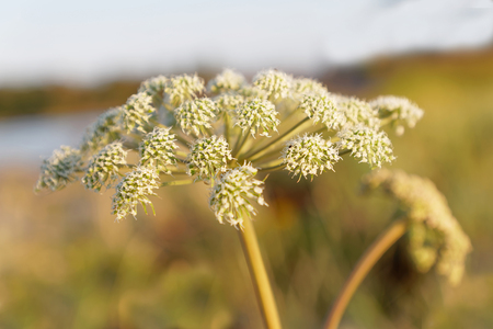 White Beaked Parsley or Cow Parsley flower (latin: Orlaya grandiflora), unsharp background and sea