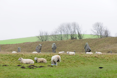 WILTSHIRE, GREAT BRITAIN - DEC 23, 2018: TSheeps in the stone monument Avebury Circle built in the late Neolithic period, around 2600 BC for unknown reason. December 23, 2018 in Wiltshire, Great Britainのeditorial素材