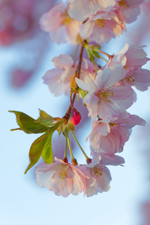 Closeup of a branch of white pink bloomの写真素材