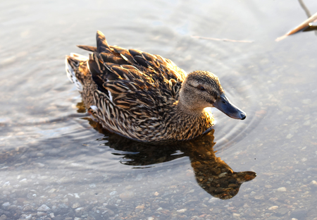 Female Mallard bird reflecting in the calm water, warm morning light. Latin name: Anas platyrhynchosの写真素材