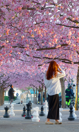 STOCKHOLM, SWEDEN - APR 23, 2019: Girl taking taking photos amoung the beautiful blooming cherry flowers in the public park Kungstradgarden in central Stockholm. April 23, 2019のeditorial素材