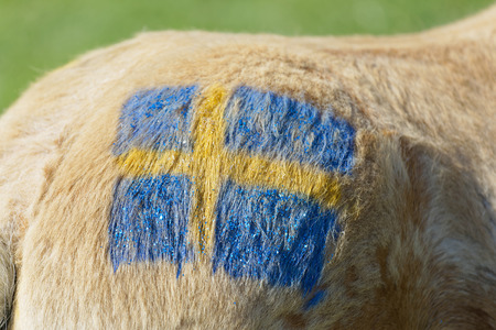 STOCKHOLM, SWEDEN - JUNE 06, 2019: Closeup of a Swedish blue and yellow flag painted on a pony at Nationaldags Galoppen at Gardet. June 6, 2019 in Stockholm, Swedenのeditorial素材