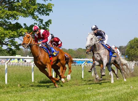 STOCKHOLM, SWEDEN - JUNE 06, 2019: Side view of one jockey riding an arabian race horse on the race track, trees in the background at ATG Nationaldags Galoppen at Gardet. June 6, 2019 in Stockholm, Swedenのeditorial素材