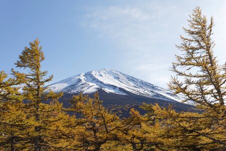 Snowy top of Mount Fuji, larch forest in the foregroundの写真素材
