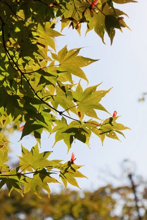 Closeup of green backlit maple leafs and blue skyの写真素材