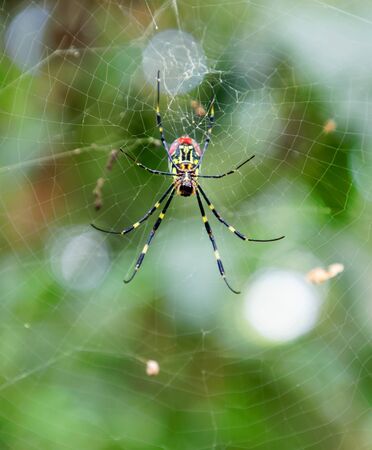 Closeup of the red, yellow and black spider Trichonephila clavata in the spiderweb, also known as Joro spider, member of the golden orb-web spidersの写真素材