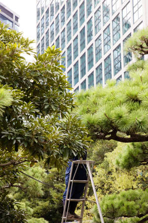 TOKYO, JAPAN - OCT 26, Gardener standing on a ladder cropping the trees in the Hamariky park in...