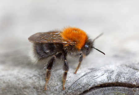 Close up of a bumblebee sitting on a gray plank, side viewの写真素材
