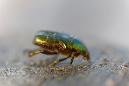 Spectacular metallic green Rose Chafer beetle, closeup. Latin: Cetonia urata. Short depth of focusの写真素材