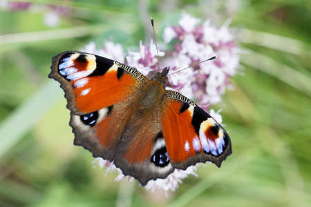 Peacock eye butterfly sitting on a flower, closeupの写真素材