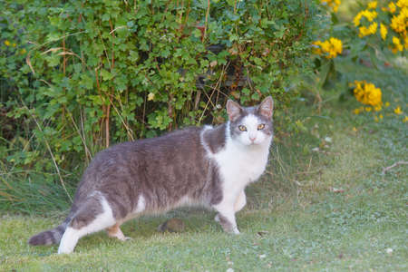 Gray and white cat with intense yellow eyes in the gardenの写真素材