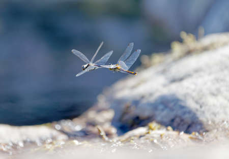 Two yellow dragonfly mating above the pond. The male uses a hook to hold the females headの写真素材