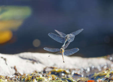 One yellow and one blue dragonfly mating above the pond. The male uses a hook to hold the females headの写真素材