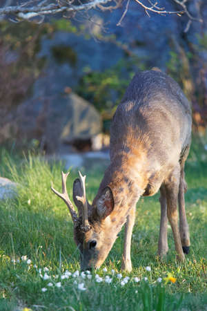Deer rooster eating flowers in the garden. Latin: Capreolus capreolusの写真素材